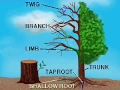 TREES