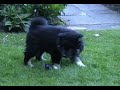 cute finnish lapphund puppy and kitten attacking each other