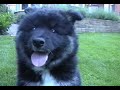cute finnish lapphund puppy and kitten attacking each other