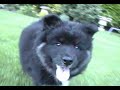 cute finnish lapphund puppy and kitten attacking each other