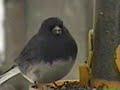 Backyard Birds Part 1 Backyard Birds Part 1