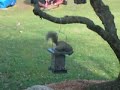 squirrel-vs-birdfeeder.html