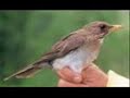 Sabi�-poca - Turdus amaurochalinus