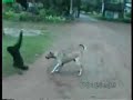 Monkey Teasing A Dog