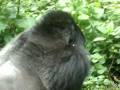 videos de My Close Encouner with two Gorillas