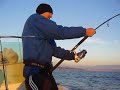 Jigging : Seriole au jig Jigging : Seriole au jig