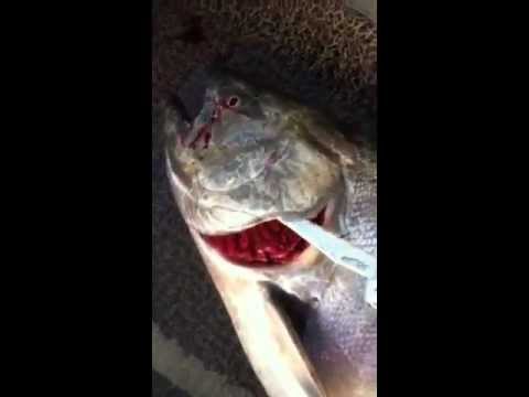 how to bleed snapper