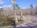 cypress  swamp trail, Bonita , East Terry st