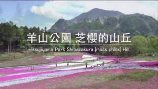 羊山公園芝櫻