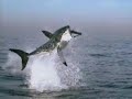 Shark Shark
