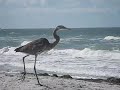 MVI_1655.AVI