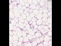 Shotgun Histology Adipose Tissue Shotgun Histology Adipose Tissue