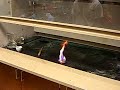 Potassium Permanganate + Glycerol = Fire!