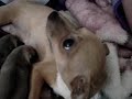 Pug Puppies Just Born [[Chugs]]