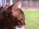 Carabas and Rurik spot a squirrel