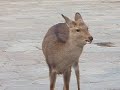 I favorited a YouTube video -- What sound does a deer make? http://bit.ly/2SwYJB