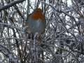 roodborst