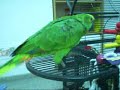 amazona Niko