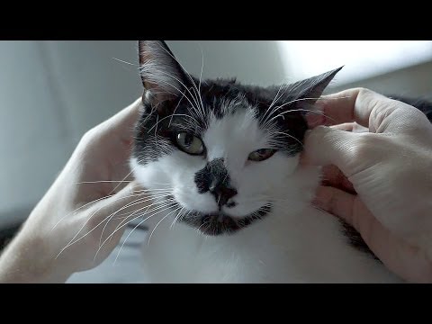 6 sinais de que o seu gato gosta de si