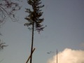 more heli logging