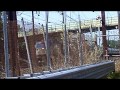 Click here to watch this video HD:Northeast Corridor Railfanning with a horn show!
