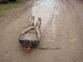 NLBA Party Boy Mud Sliding Part 2 Beltring 2008