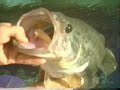 Gros black bass...!!!Dans ta face!!! part.1