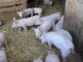 Pigs on a Swiss Farm