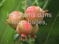 sourate ar-rahman