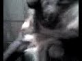 tookie pups 3