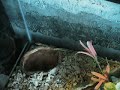 Poor Fishy