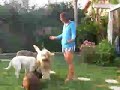 Train Your Dog At Home