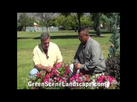 how to transplant bougainvillea from pot to ground