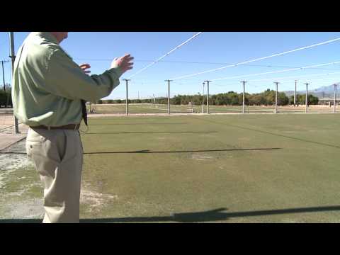 how to grow umbrella grass