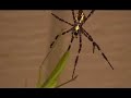 Spider Food