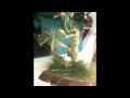 Debbi's Unique Gifts - Handmade Gifts such as wooden air plant cerpieces in Port Charlotte, Florida Debbi's Unique Gifts - Handmade Gifts such as wooden air plant cerpieces in Port Charlotte, Florida