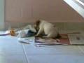 videos de ROY epaniel breton