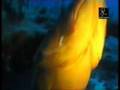 Garoupa Apagada - Pesca Submarina