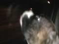 Jager-Window Lick Jager-Window Lick