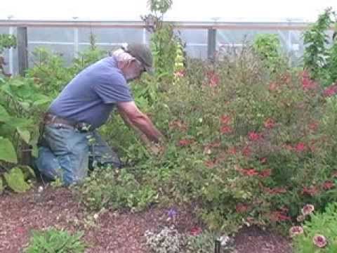 how to trim salvia
