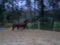 Loup' le 16-11-2008