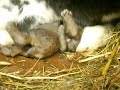 Nursing baby bunnies Nursing baby bunnies