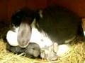 Nursing baby bunnies