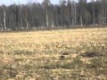 The escape of the red fox