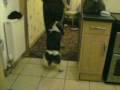 crazy dog doing the conga