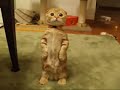 steh k�tzchen