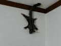 sugar glider / ninja boy