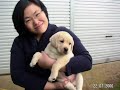 DOGZ ONLINR LABRADORS 2 DOGZ ONLINR LABRADORS 2