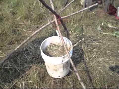 how to grow worms for chicken feed