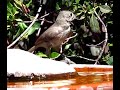 Oak Titmouse drinking from birdbath